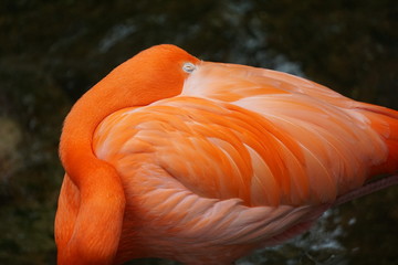 Sleeping Flamingo