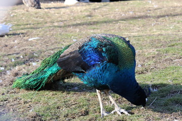Fototapeta premium Peacock