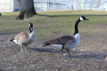 Fototapeta premium Canadian Goose