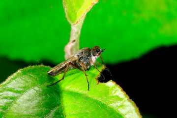 Fly insects, the stolen fly
