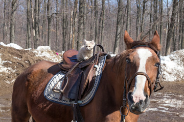 cat riding a horse