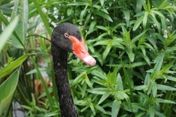 portrait of a black swan