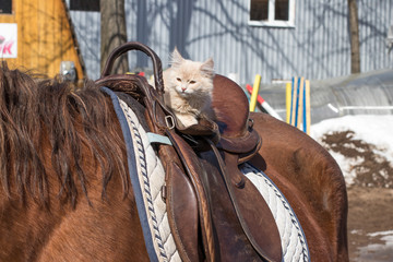 cat in the saddle