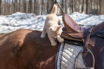 cat riding a horse