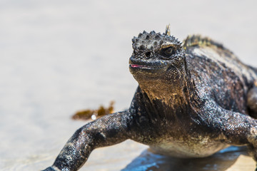 Marine Iguana Galapagos Head Shot