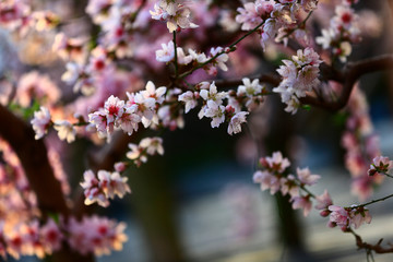 In full bloom in the peach blossom