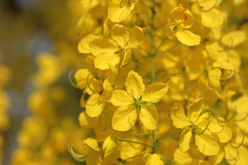 Golden shower (Cassia fistula) national flower of Thailand.