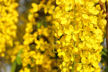 Golden shower (Cassia fistula) national flower of Thailand.
