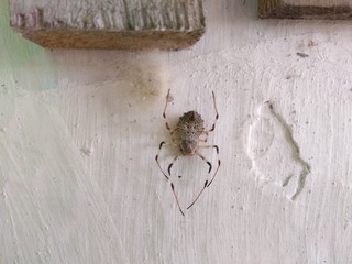 Spider