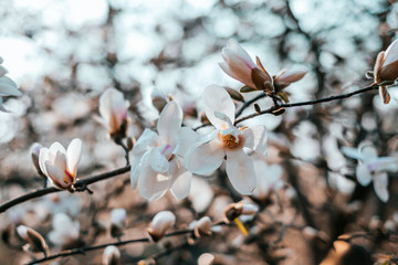 Magnolia flower blossom background