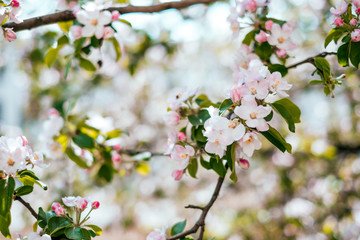 Apple blossom background