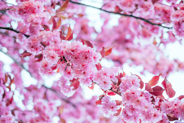 Pink cherry sakura blossom background