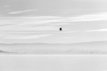 Beautiful view of Trasimeno lake at sunset with birds flying and on water