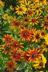 Fototapeta na wymiar Close up of a flower border with Coreopsis 'Mardi Gras' in a cottage garden