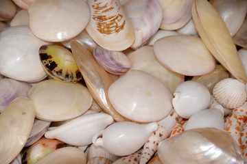 Muscheln und Meeresschnecken