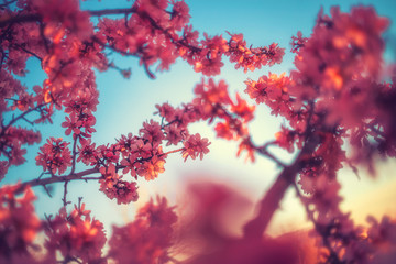 Cherry Blossom trees in spring and clear blue sky