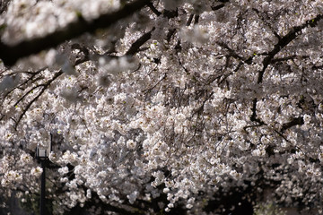 Cherry blossoms blooming in full