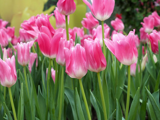 Pink tulip flowers
