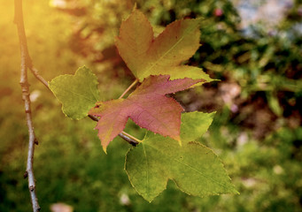 Maple leaves in winter season.