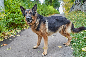 Dog German Shepherd in a city in a day