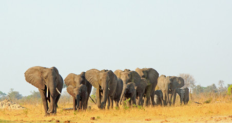 Herd of elephants walking across the dry dusty savannah in Hwange National Park