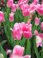 Tulip Flowers in garden