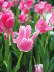 Tulip Flowers in garden