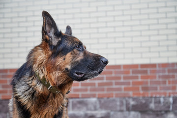 Dog German Shepherd in a city in a day