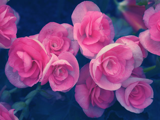pink flower background