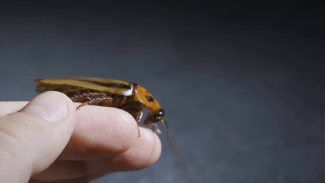 Hand holding cockroach on dark background