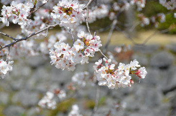 Cherry blossoms are fully bloomed.