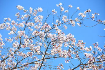 Cherry blossoms are fully bloomed.