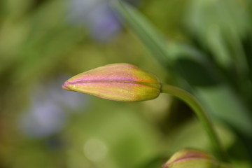 Tulpenknospe (Tulipa)