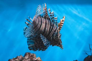 tropical fish in aquarium