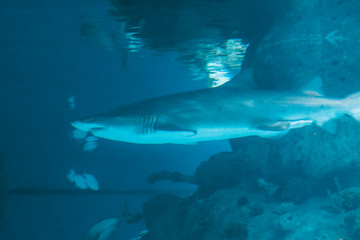Fototapeta premium great white shark in an aquarium