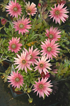 Close up of a potted Arctotis 'Wine' African Daisy ready for planting