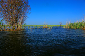 Beautiful spring landscape Delta of the Volga. Astrakhan Region. Wild nature of Russia.