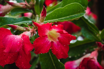 red hibiscus flower in the garden