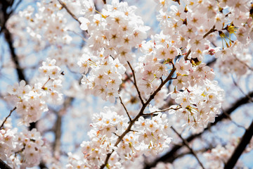 桜、ピンク、青