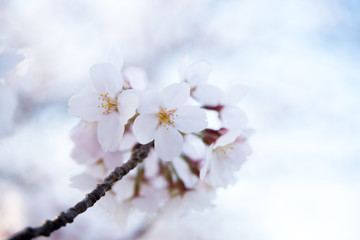 桜の花びら～淡～