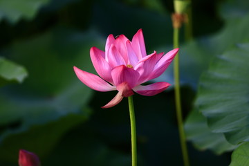 Blooming lotus flower, very beautiful