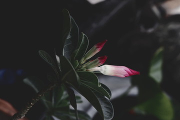 Beautiful azalea flowers after rain with water drops on it. 