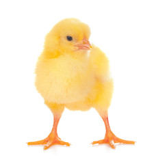 Cute little chicken isolated on white background