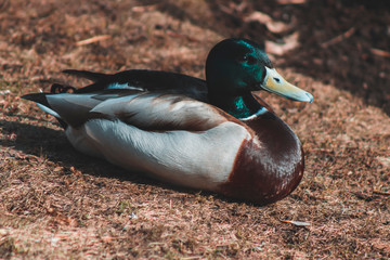Bird in the zoo
