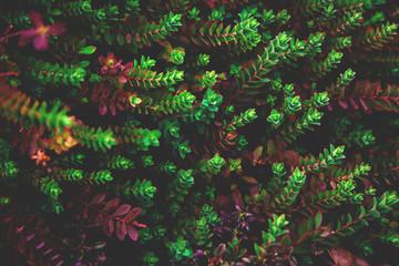 Colorful plant background.