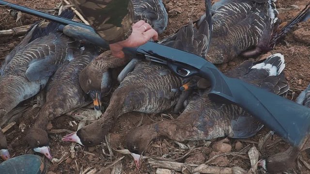 a hunting rifle and a trophy. Hunter's success. dead geese.