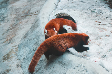  Red panda in the zoo