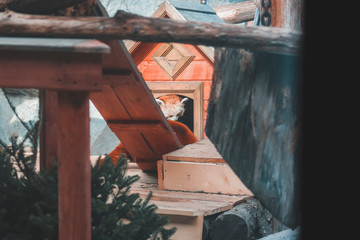  Red panda in the zoo