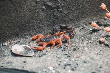 scorpion in the zoo