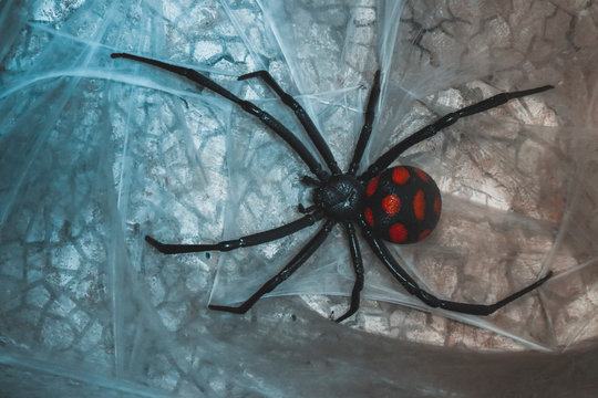 spider in the zoo
